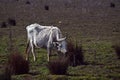 a white Cattle eats juncus Royalty Free Stock Photo