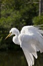 White Cattle Egret Royalty Free Stock Photo