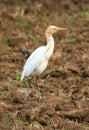 White cattle egret Royalty Free Stock Photo