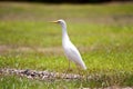 White cattle egret Royalty Free Stock Photo