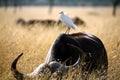 White Cattle Egret Royalty Free Stock Photo