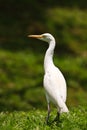 White cattle egret bird on the ground Royalty Free Stock Photo