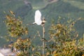 White Cattle Egret in Flight Royalty Free Stock Photo