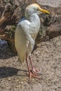 White Cattle Egret Florida Royalty Free Stock Photo