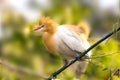 White Cattle egret is found in the bamboo trees lakeside Pokhara Nepal Royalty Free Stock Photo