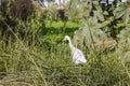 White Cattle Egret Royalty Free Stock Photo