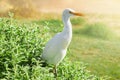 White cattle egret wild bird, also known as Bubulcus ibis Royalty Free Stock Photo