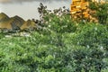 White Cattle Egrets Nesting Colony Tree Mountains Waikiki Honolulu Hawaii Royalty Free Stock Photo