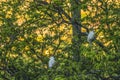 White Cattle Egrets Nesting Colony Tree Sunset Waikiki Honolulu Hawaii Royalty Free Stock Photo