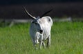 White cattle with horns in central Florida pasture Royalty Free Stock Photo