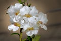 WHITE CATTLEYA HYBRID ORCHID.