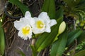 White cattleya