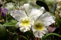 White cattleya orchid