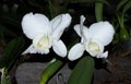 White Cattleya Orchid