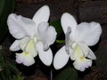 White Cattleya Orchid