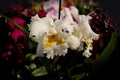 White cattleya orchid blossom laelia