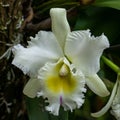 White Cattleya Orchid. Close up in Anchieta, Brazil.