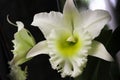 White Cattleya Orchid.