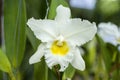 White Cattleya Orchid Flower.