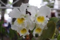White cattleya orchids