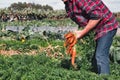 A white Caucasian farmer holding a bunch of freshly picked organic carrots Royalty Free Stock Photo