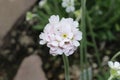 White `Caucasian Rock Jasmine` flower - Androsace Albana