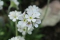 White `Caucasian Rock Jasmine` flower - Androsace Albana