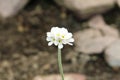 White `Caucasian Rock Jasmine` flower - Androsace Albana