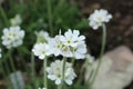 White `Caucasian Rock Jasmine` flower - Androsace Albana