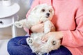 White Caucasian woman sitting on the sofa and hugging her little adorable white maltese dog in the room. People and their pets