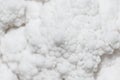 White Cauliflower detail close-up pattern texture abstract backdrop organic Royalty Free Stock Photo