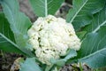 the white cauliflower with green leaves growing in the garden Royalty Free Stock Photo
