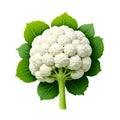 a cauliflower with leaves the head is white and has green leaves around it,on transparent background,generated with AI Royalty Free Stock Photo