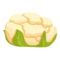 White cauliflower icon cartoon vector. Cabbage food