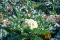 White cauliflower planted in a crop field Royalty Free Stock Photo