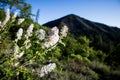 White Ceanothus Flowers in front of Hayfork Bally Mountain Peak