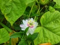 white cecendet flower from Indonesia 4