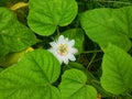 white cecendet flower from Indonesia 6