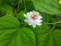 white cecendet flower from Indonesia