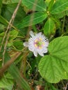 white cecendet flower from Indonesia 2