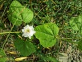 white cecendet flower from Indonesia 7