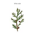 White cedar branch