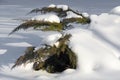 White cedar branches in snow