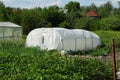 White cellophane greenhouse stands in green vegetation