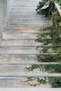 White cement stairs covered green leaves ivy plant. greenery house home decoration design idea. Royalty Free Stock Photo