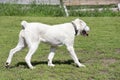 White central asian shepherd dog puppy is walking on a green grass in the summer park. Alabai or aziat. Pet animals.