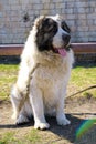 White Central Asian Shepherd without a muzzle. Royalty Free Stock Photo