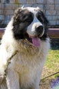 White Central Asian Shepherd without a muzzle. Royalty Free Stock Photo