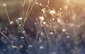 White cephalaria leucantha, Meadow. morning sunlight sunrise Wild flowers and plants sunset, Autumn field sunset background