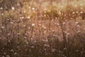 White cephalaria leucantha, Meadow. morning sunlight sunrise Wild flowers and plants sunset, Autumn field sunset background